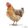 Deshi Chicken: live (দেশি মুরগি: জীবন্ত)