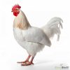 Deshi Chicken: live (দেশি মুরগি: জীবন্ত)