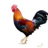 Deshi Chicken: live (দেশি মুরগি: জীবন্ত)