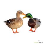 Deshi Duck: live (দেশি হাঁস: জীবন্ত)